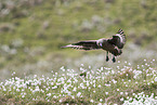 skua