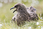 skua