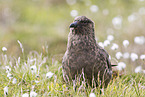 skua