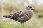 skua