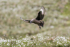 skua