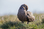 skua