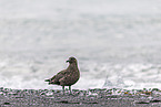 great Skua