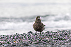 great Skua