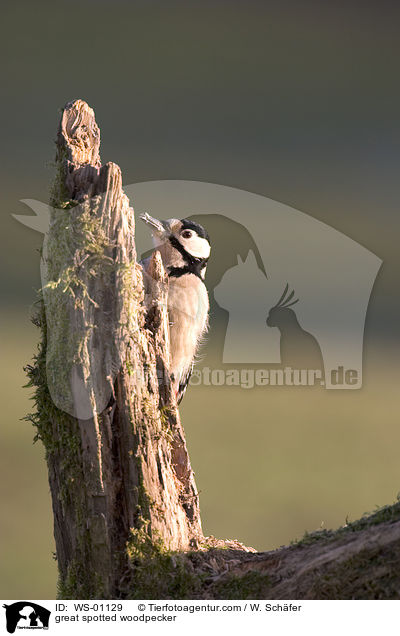 Buntspecht / great spotted woodpecker / WS-01129