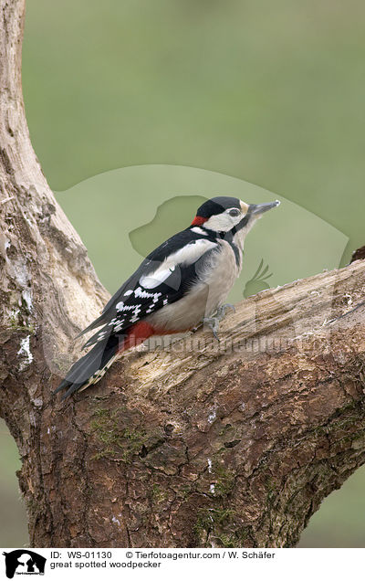 great spotted woodpecker / WS-01130