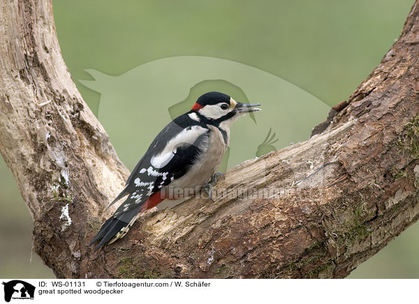 great spotted woodpecker / WS-01131