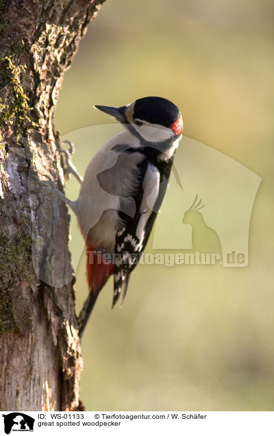 Buntspecht / great spotted woodpecker / WS-01133