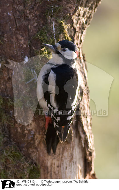 Buntspecht / great spotted woodpecker / WS-01134