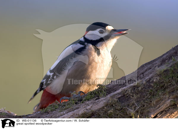 Buntspecht / great spotted woodpecker / WS-01136