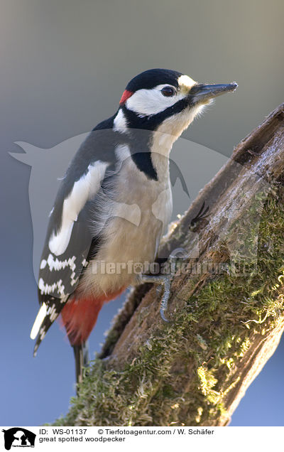 Buntspecht / great spotted woodpecker / WS-01137