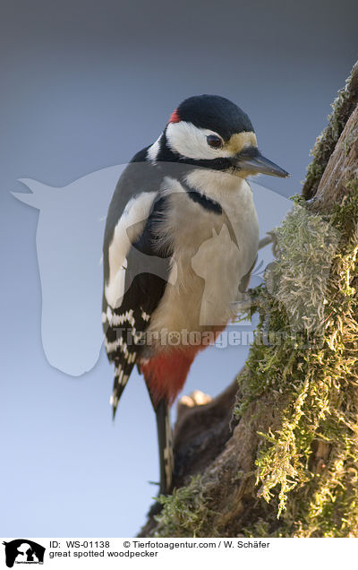 Buntspecht / great spotted woodpecker / WS-01138