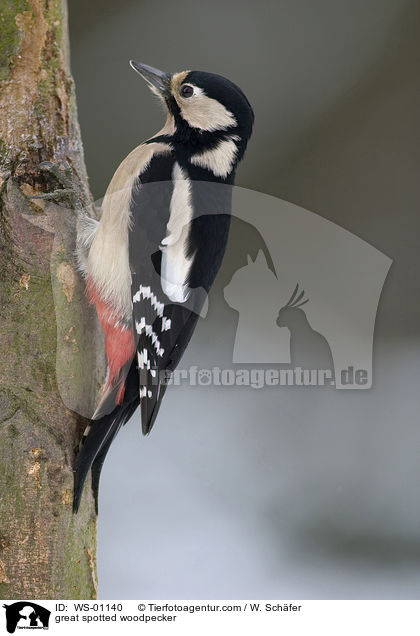 Buntspecht / great spotted woodpecker / WS-01140