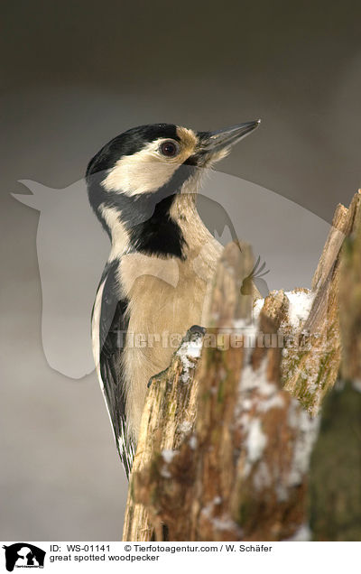 Buntspecht / great spotted woodpecker / WS-01141