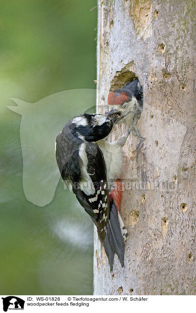 Specht fttert Kken / woodpecker feeds fledgling / WS-01828