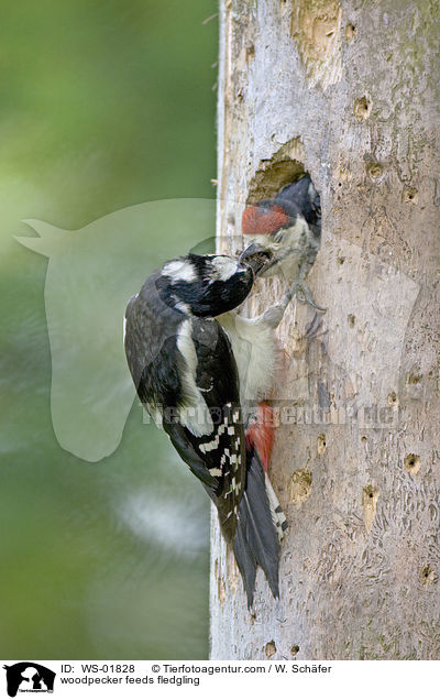 woodpecker feeds fledgling / WS-01828