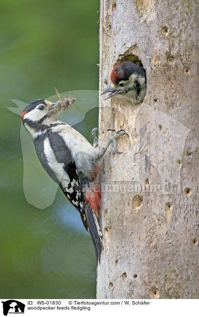 Specht fttert Kken / woodpecker feeds fledgling / WS-01830