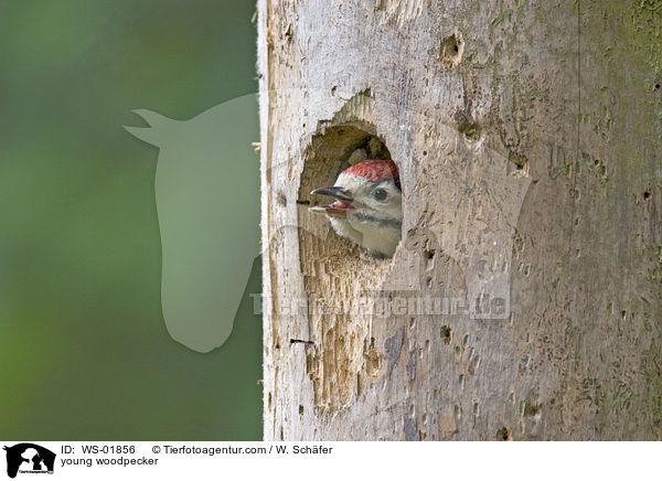 junger Specht / young woodpecker / WS-01856