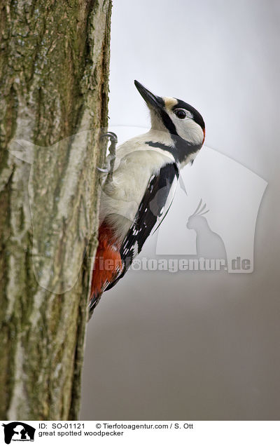 Buntspecht / great spotted woodpecker / SO-01121