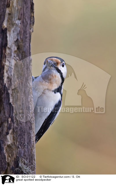 Buntspecht / great spotted woodpecker / SO-01122