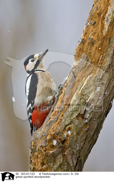 Buntspecht / great spotted woodpecker / SO-01123