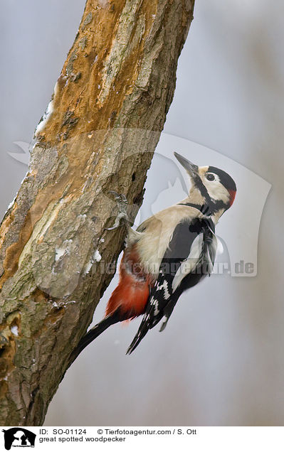 Buntspecht / great spotted woodpecker / SO-01124