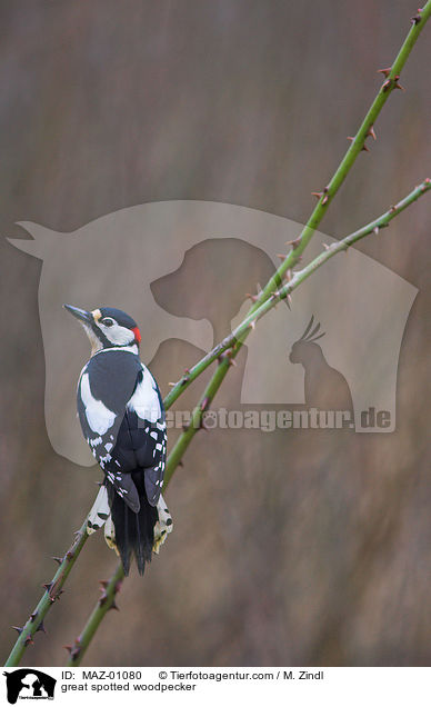 great spotted woodpecker / MAZ-01080