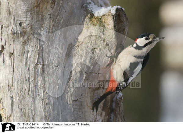 Buntspecht / great spotted woodpecker / THA-01414