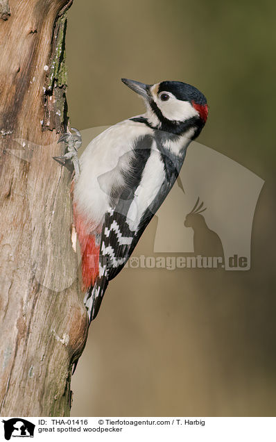 Buntspecht / great spotted woodpecker / THA-01416