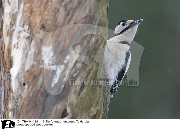 Buntspecht / great spotted woodpecker / THA-01419