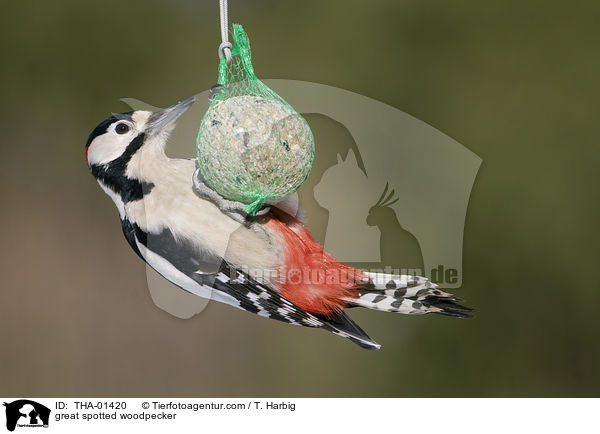 Buntspecht / great spotted woodpecker / THA-01420