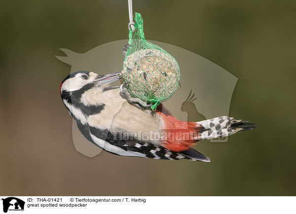 Buntspecht / great spotted woodpecker / THA-01421