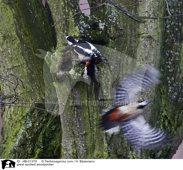 Buntspechte / great spotted woodpecker / HB-01379