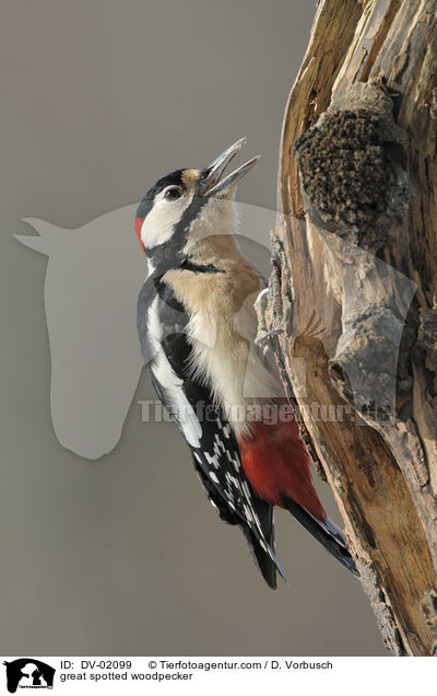 Buntspecht / great spotted woodpecker / DV-02099