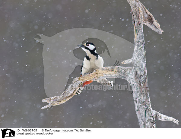 Buntspecht / great spotted woodpecker / WS-03765