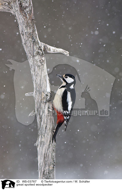 Buntspecht / great spotted woodpecker / WS-03767
