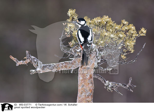 Buntspecht / great spotted woodpecker / WS-03771