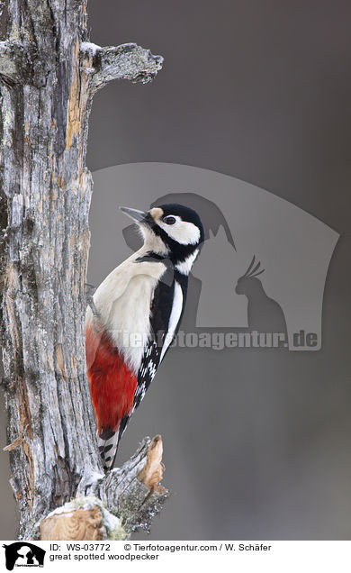 Buntspecht / great spotted woodpecker / WS-03772