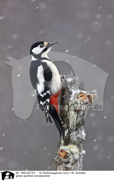 Buntspecht / great spotted woodpecker / WS-03774