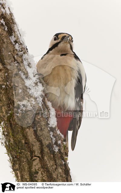 Buntspecht / great spotted woodpecker / WS-04095