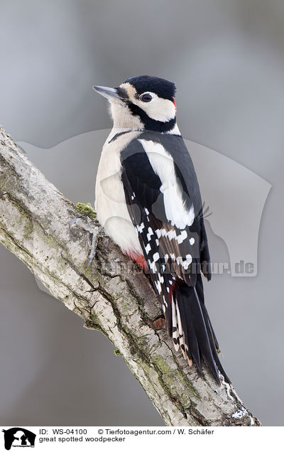 Buntspecht / great spotted woodpecker / WS-04100