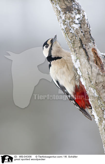 Buntspecht / great spotted woodpecker / WS-04306