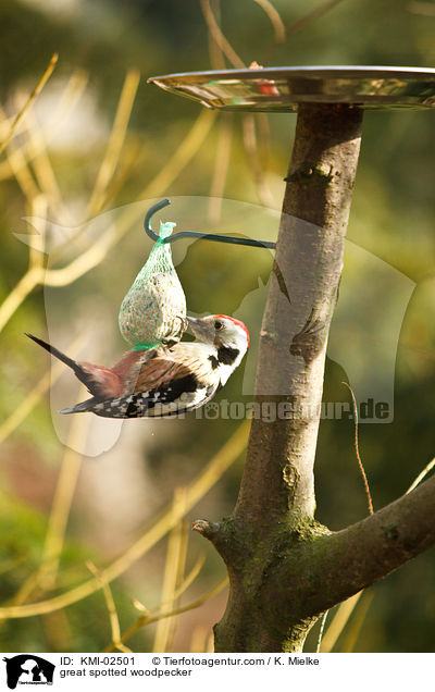 Buntspecht / great spotted woodpecker / KMI-02501