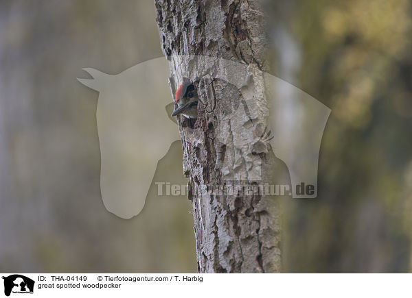 Buntspecht / great spotted woodpecker / THA-04149