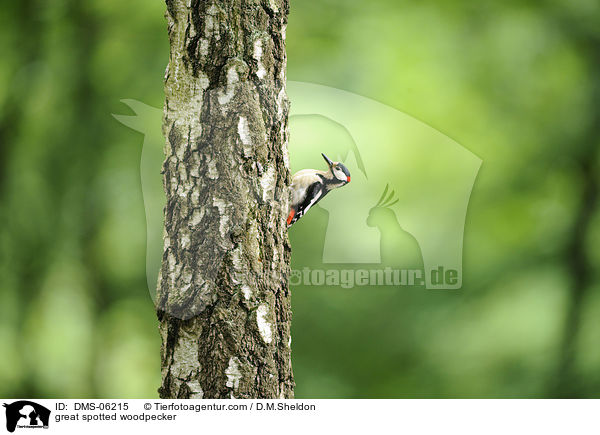 Buntspecht / great spotted woodpecker / DMS-06215