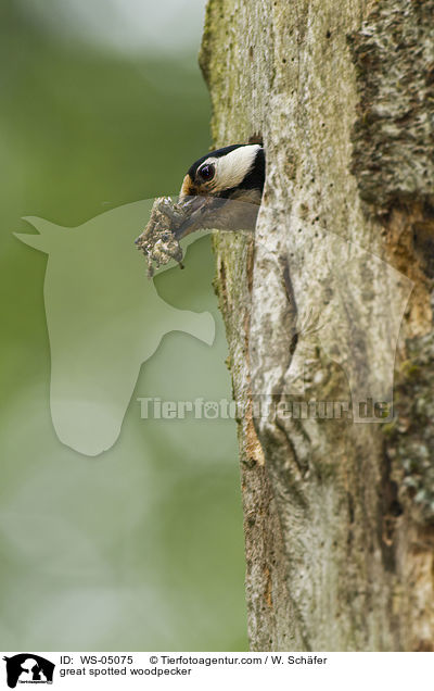 Buntspecht / great spotted woodpecker / WS-05075