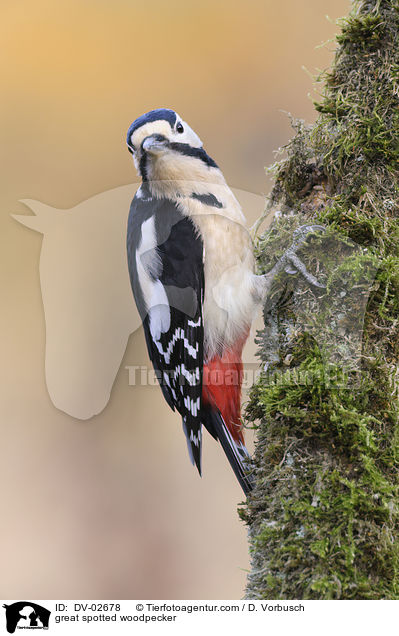 Buntspecht / great spotted woodpecker / DV-02678