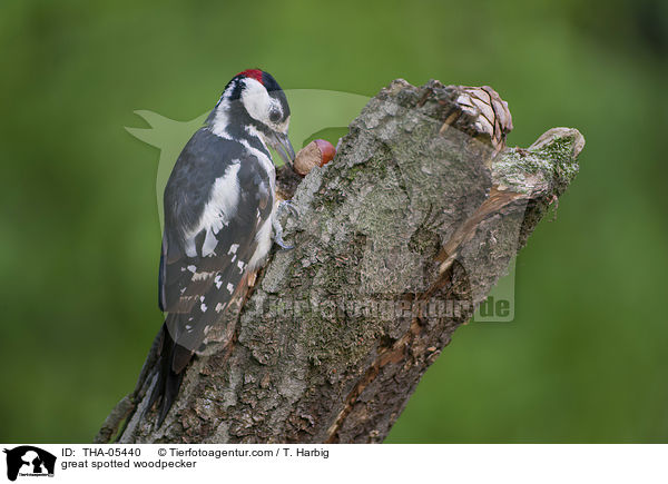Buntspecht / great spotted woodpecker / THA-05440