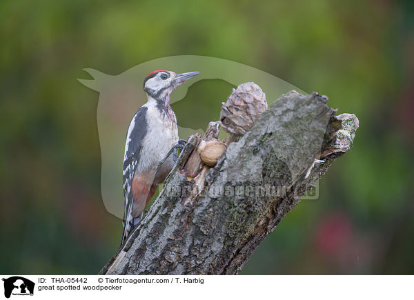 Buntspecht / great spotted woodpecker / THA-05442