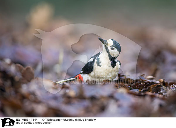 great spotted woodpecker / MBS-11344